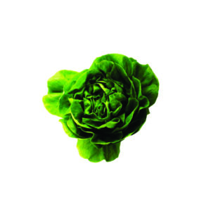 Lechuga Mantecosa (8 Kg. x un)